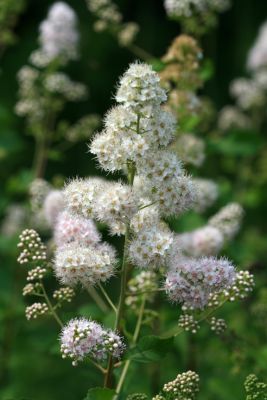 Meadowsweet