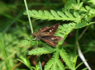 Little Glassywing