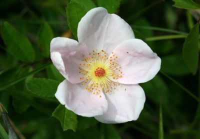 flower41.jpg