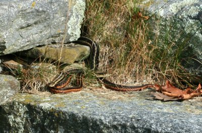 Garter Snake (reddish)