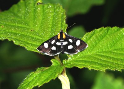8-spotted Forester Moth