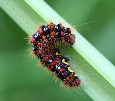 caterpillar12b.jpg