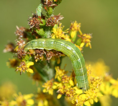 caterpillar13.jpg