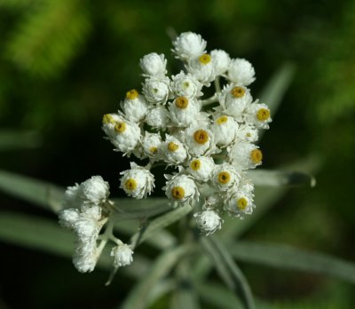 Pearly Everlasting