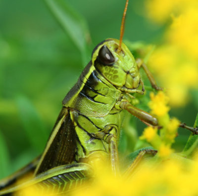 grasshopper3_close.jpg