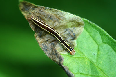 caterpillar15.jpg