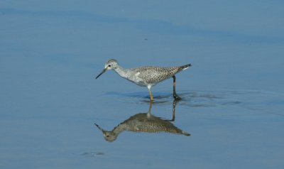 Yellowlegs