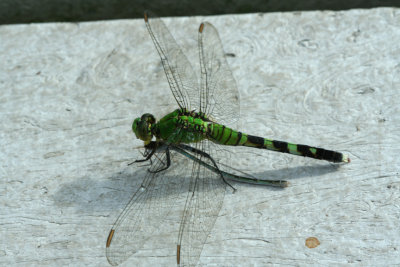 dragonfly31_cmp.jpg