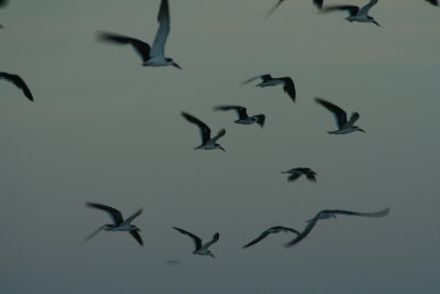 Black Skimmers at Dusk