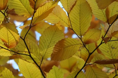 Yellow Leaves