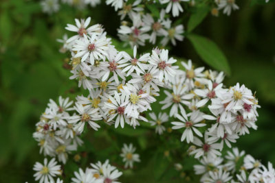 asters_botr.jpg