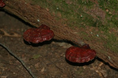 mushroom16.jpg