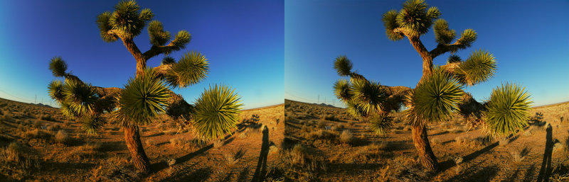 D200_7346JoshuaTreeStereoPair1DPR.jpg