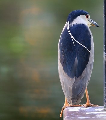 D3E_7663BCNHeron1.jpg