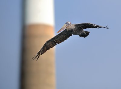 D3E_9374MorroBayPelican1.jpg