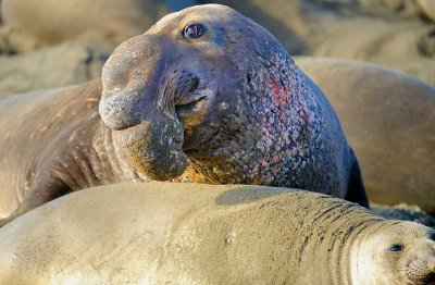 D3F_1145ElephantSealPiedrasBlancasCropA1.jpg