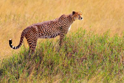 D4A_6058CheetahCropC1.jpg