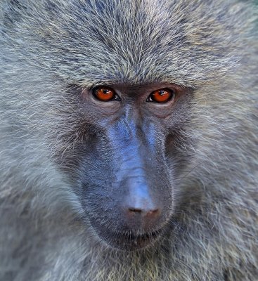 D4A_2834BaboonCropC1.jpg