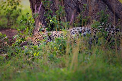 D4A_6633LeopardCropRen1.jpg