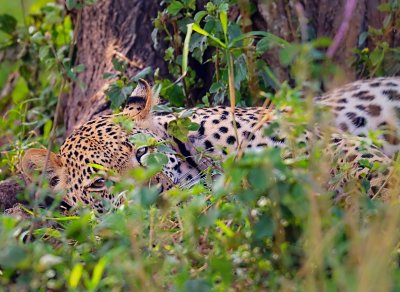 D4A_6633LeopardCropRen2.jpg