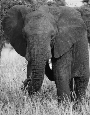 D3F_3919TanzaniaSerengetiElephantCropF1BW.jpg