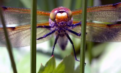 D70_4949DragonFlyYosemiteCrop.jpg