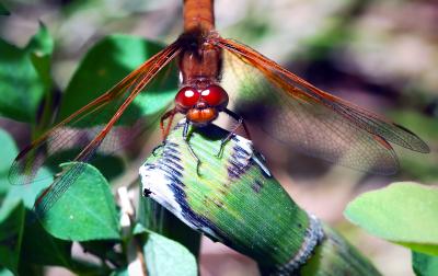 D70_4951DragonFlyYosemite1.jpg