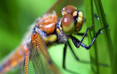 D70_4942DragonFlyYosemite1.jpg