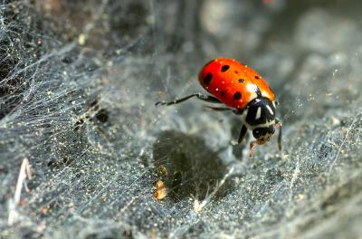 D70_5274LadyBug1.jpg