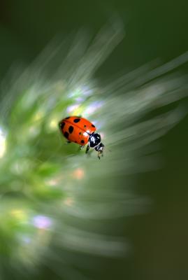 D70_5236LadyBug1.jpg