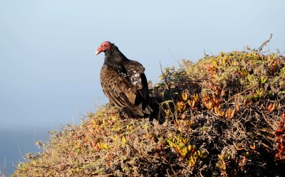 D3A_2677TurkeyVultureNest1.jpg