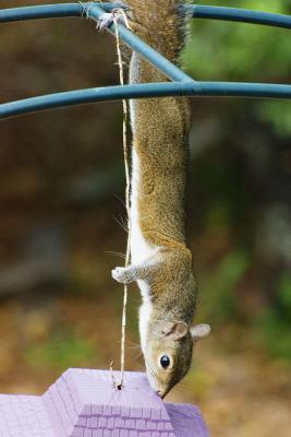 squirrels