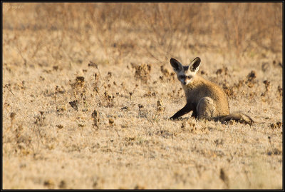 Renard  Oreilles de Chauve-Souris