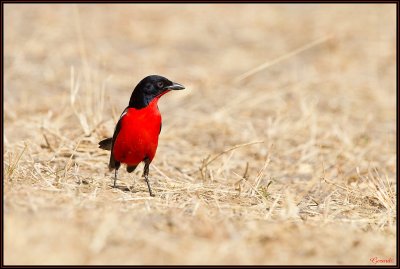 Gonolek rouge et noir