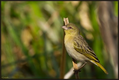 Tisserin gendarme