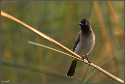 Bulbul brunoir