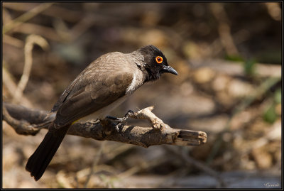 Bulbul brunoir