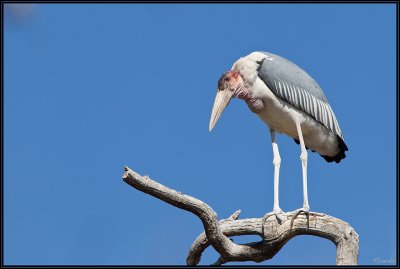 Marabou