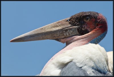 Marabou