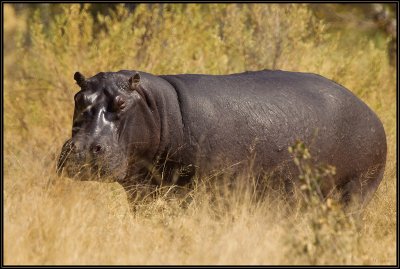 Hippopotame