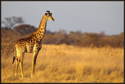 Girafe jeune