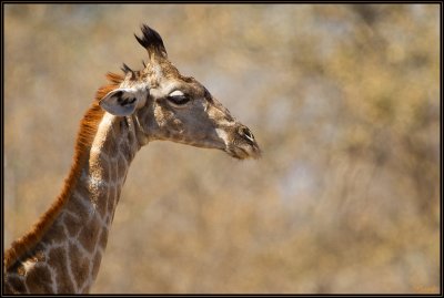 Girafe