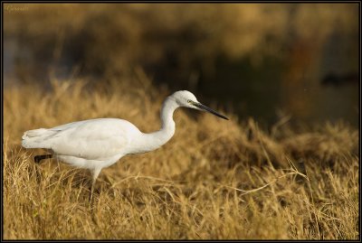 Aigrette Garzette