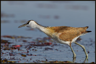 Jacana  Poitrine Dore