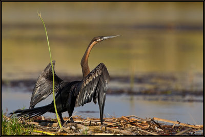 Anhinga d'Afrique