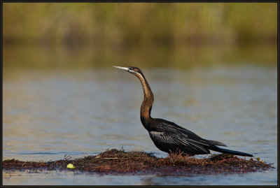 Anhinga d'Afrique