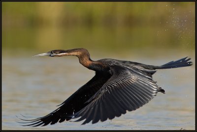 Anhinga d'Afrique