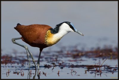 Jacana  Poitrine Dore