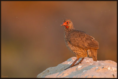 Francolin de Swainson