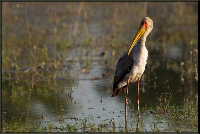 Tantale Ibis